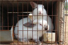 生态养殖